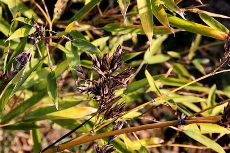 竹子開花的惡兆|「竹子開花，必有異象」，竹子開花真的是「災難」的前兆嗎？